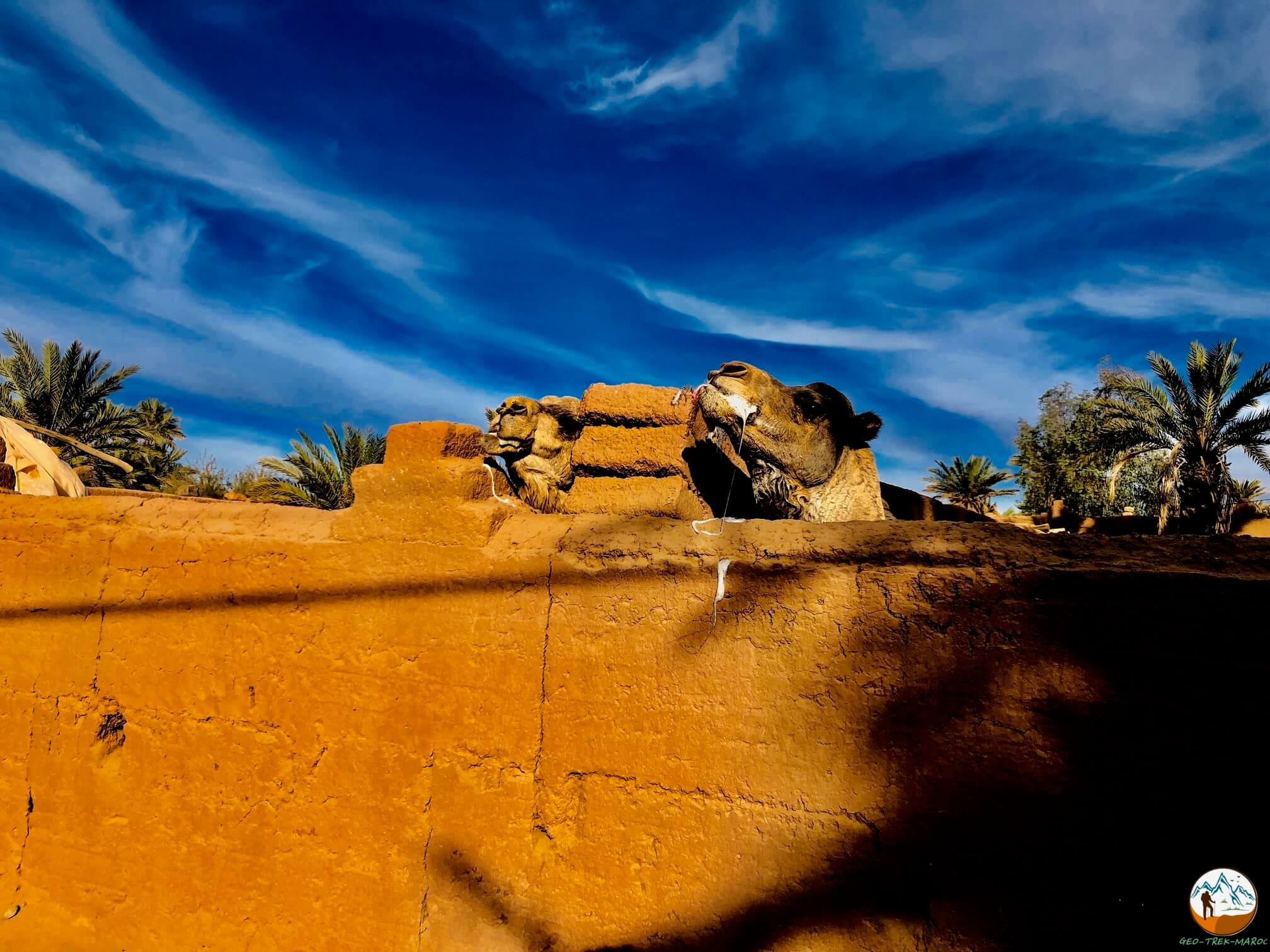 Randonnée désert Maroc randonnée dans le désert marocain geo trek
